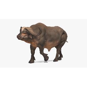 3D model African Buffalo Walking Pose